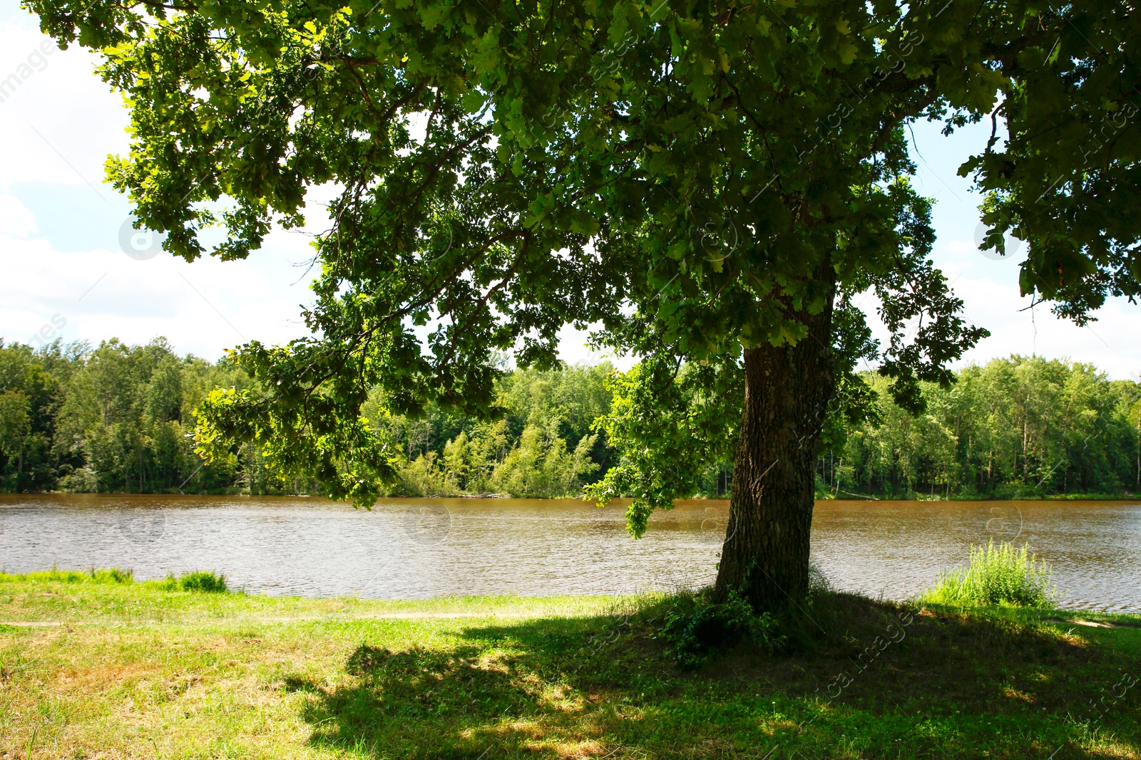 Photo of Beautiful green trees and lake in park