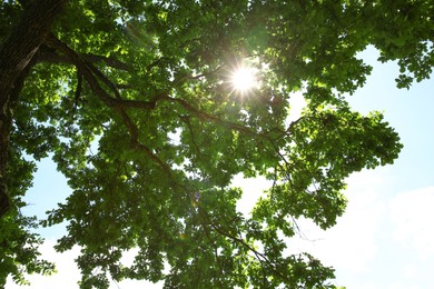 Photo of Beautiful green tree in forest, bottom view