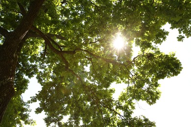 Photo of Beautiful green tree in forest, bottom view