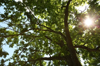 Beautiful green tree in forest, low angle view