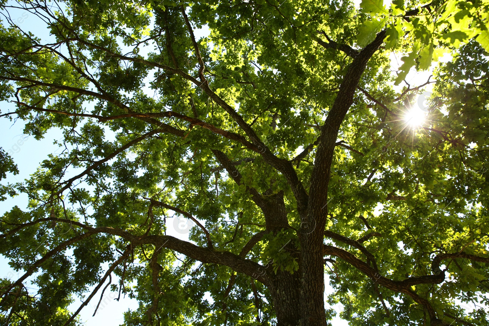 Photo of Beautiful green tree in forest, low angle view