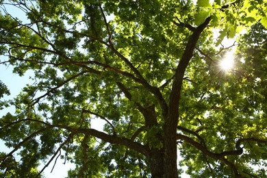 Photo of Beautiful green tree in forest, low angle view