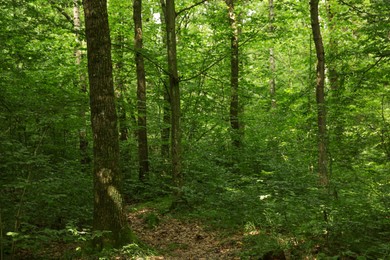 Photo of Beautiful green trees and plants growing in forest