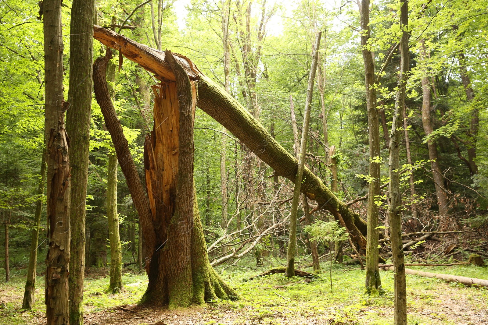 Photo of Broken tree trunk and other green trees in forest