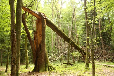 Broken tree trunk and other green trees in forest