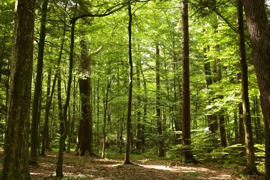 Photo of Beautiful green trees and plants growing in forest