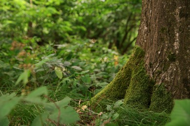 Photo of Tree trunk and roots in forest outdoors