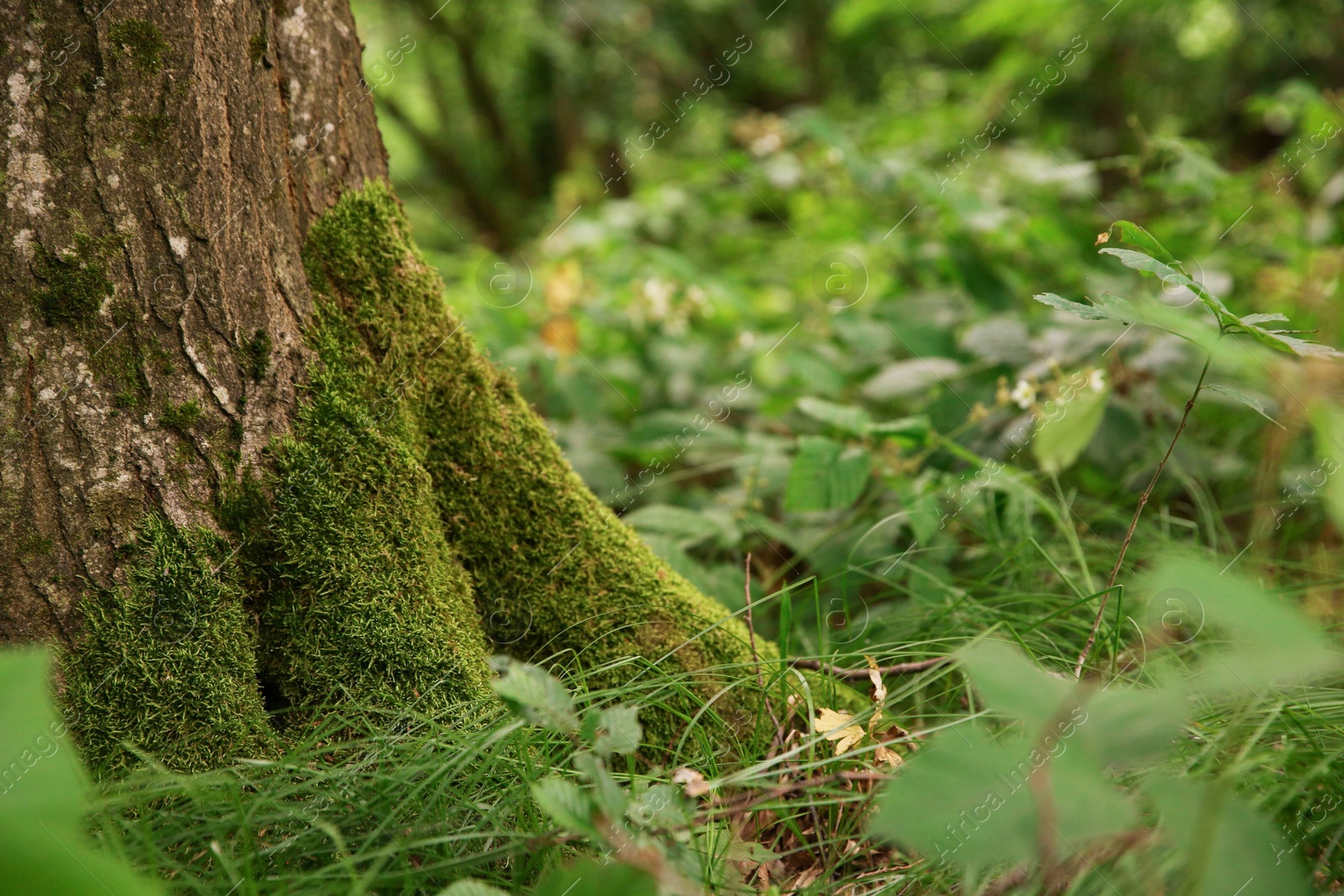 Photo of Tree trunk and roots in forest outdoors