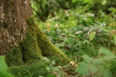 Photo of Tree trunk and roots in forest outdoors