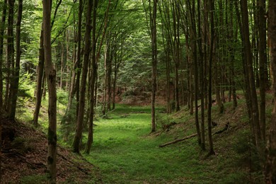 Photo of Beautiful trees and green grass in forest