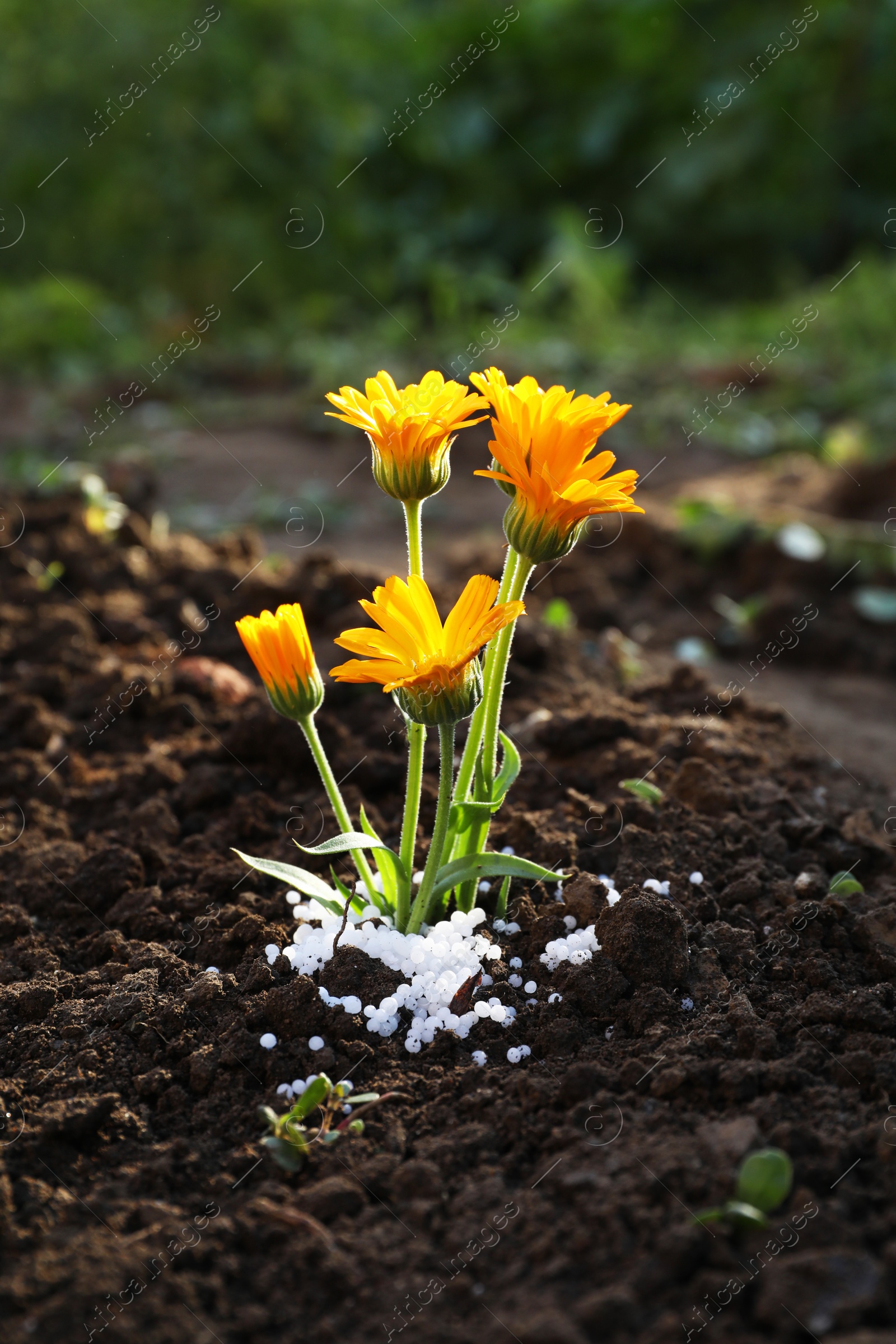 Photo of Beautiful flowers and fertilizer on soil outdoors