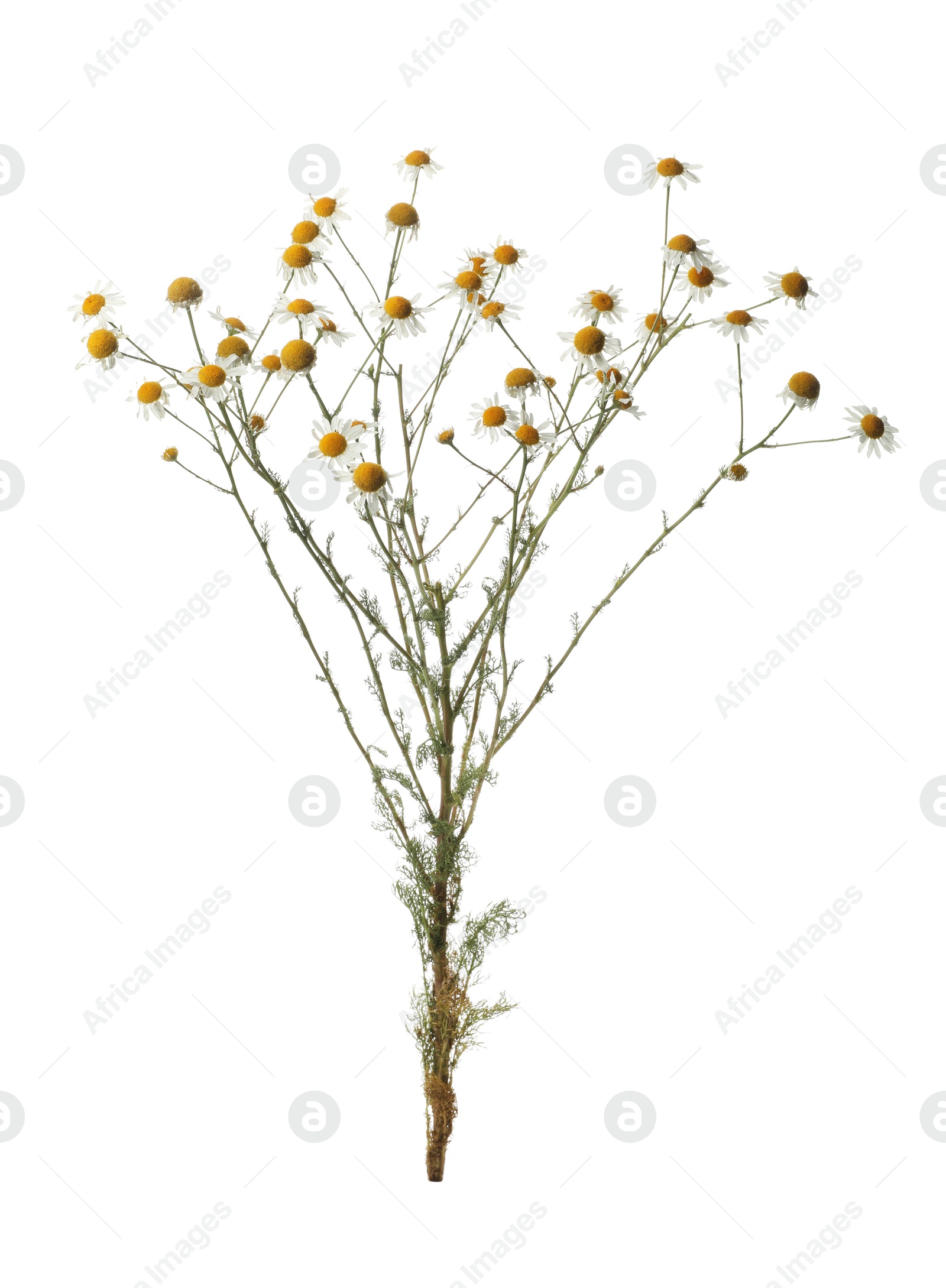 Photo of Many beautiful chamomile flowers on white background