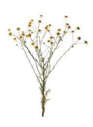 Photo of Many beautiful chamomile flowers on white background