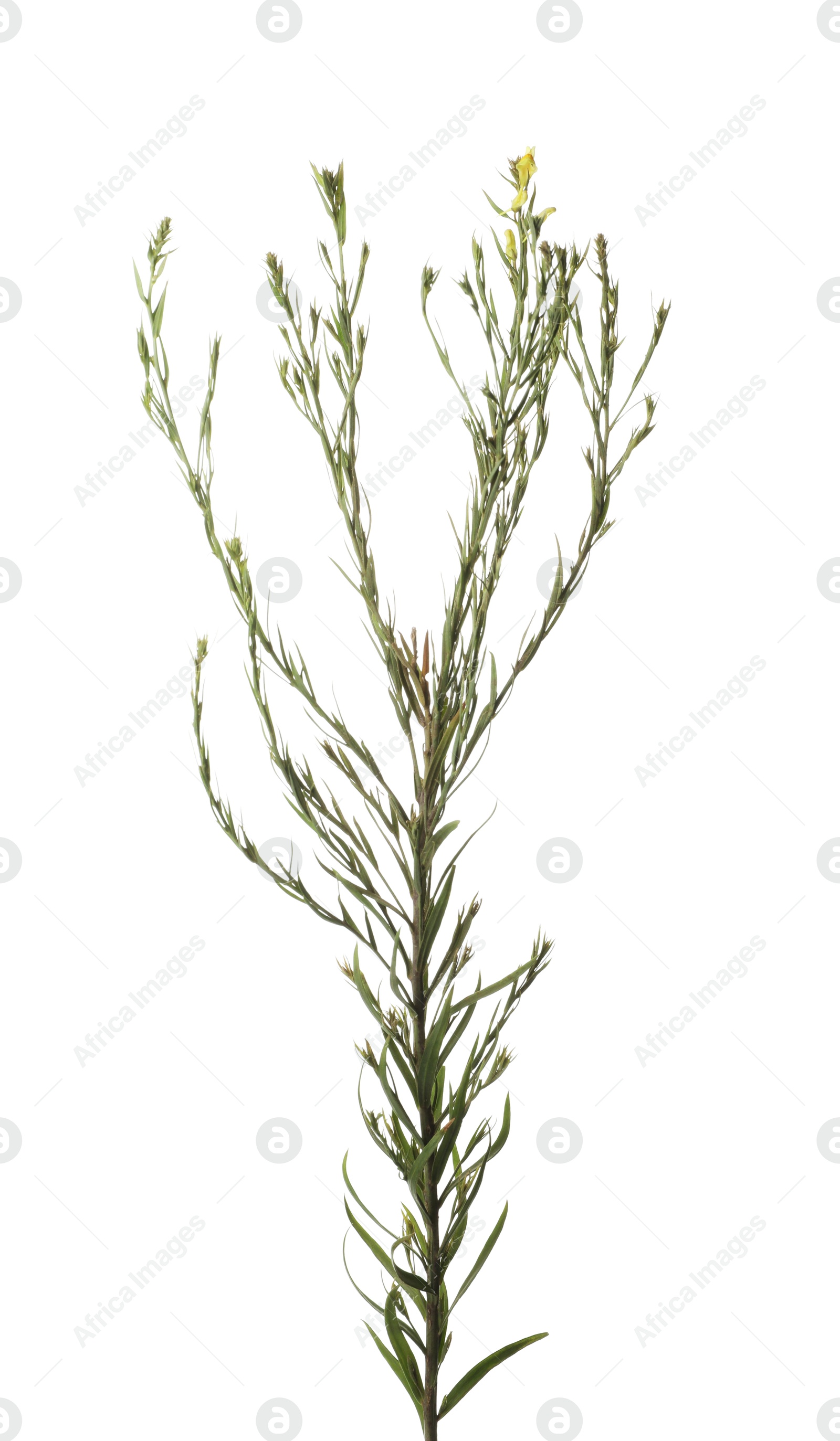 Photo of One wild green plant on white background