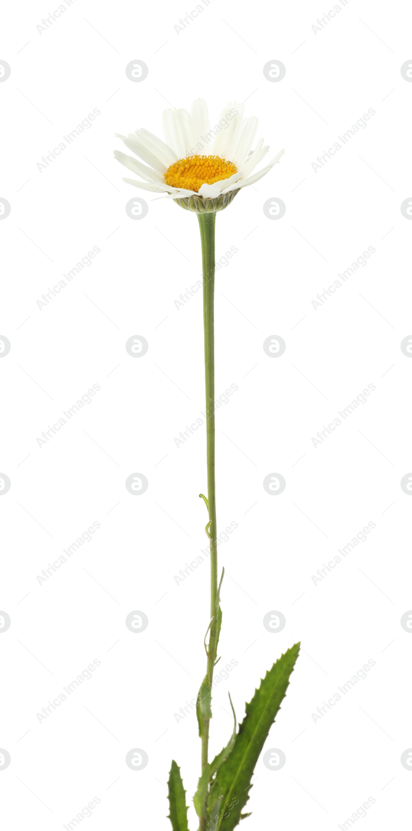 Photo of One beautiful chamomile flower on white background