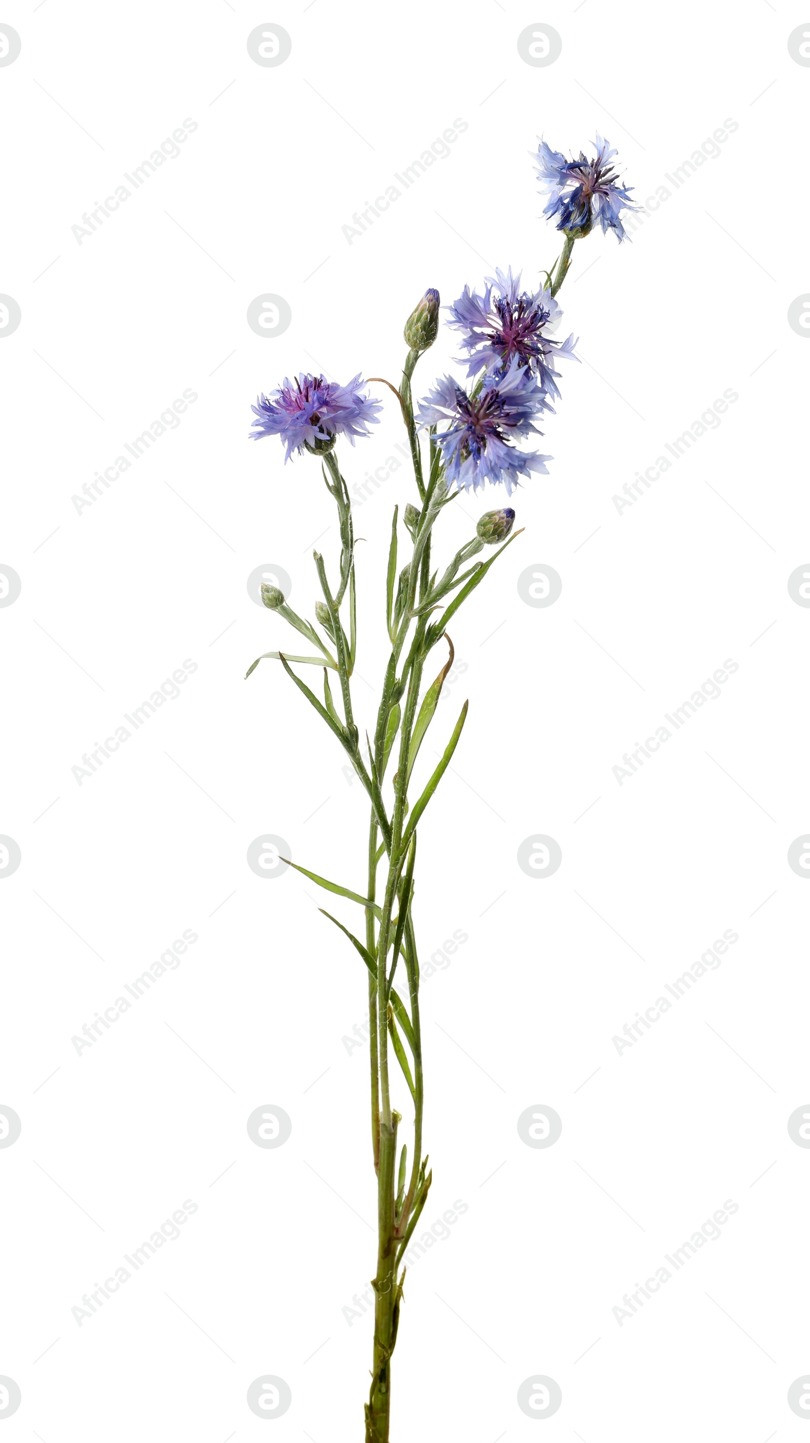 Photo of Twig with beautiful cornflowers on white background