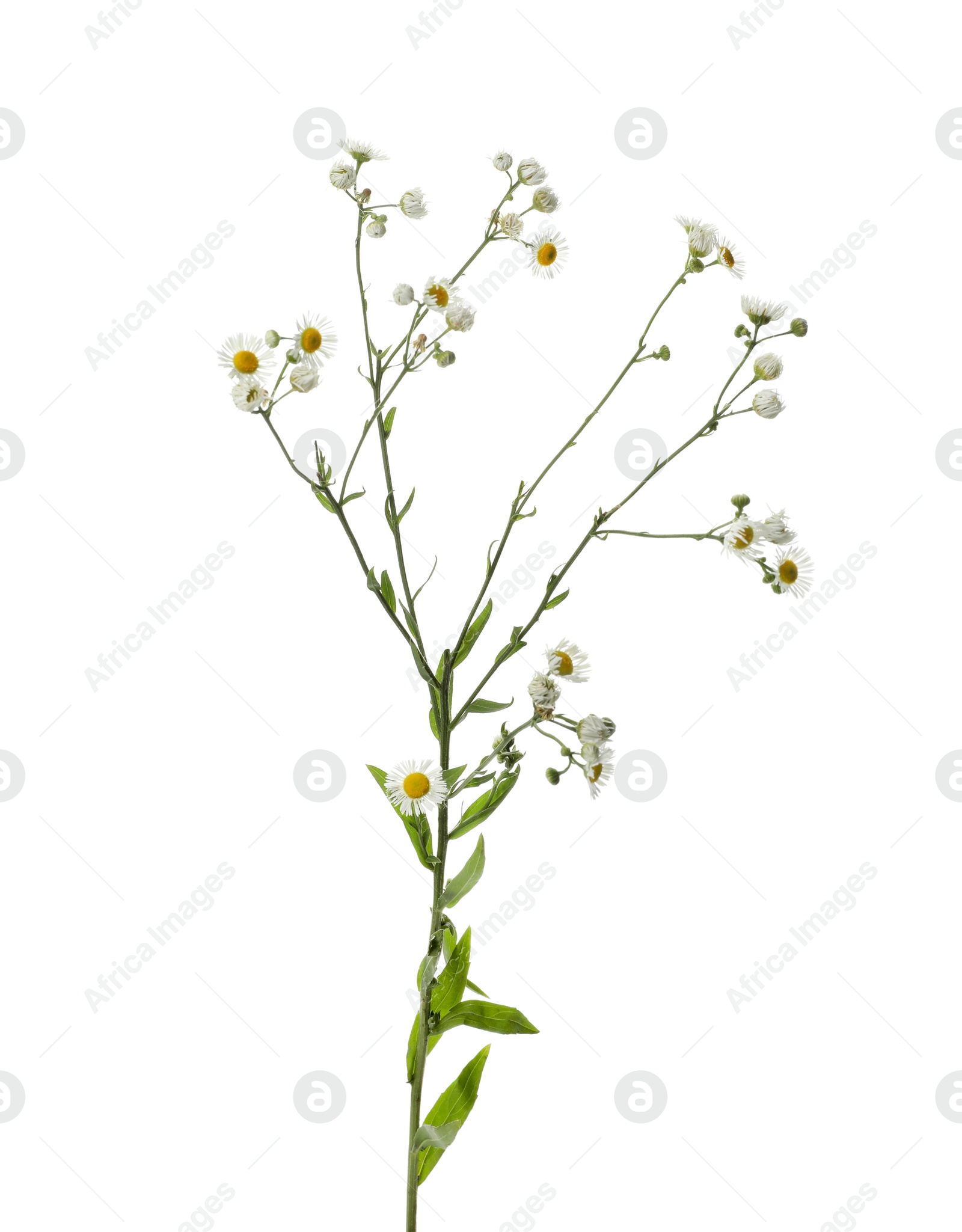 Photo of Many beautiful chamomile flowers on white background