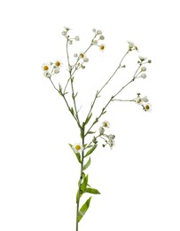 Many beautiful chamomile flowers on white background