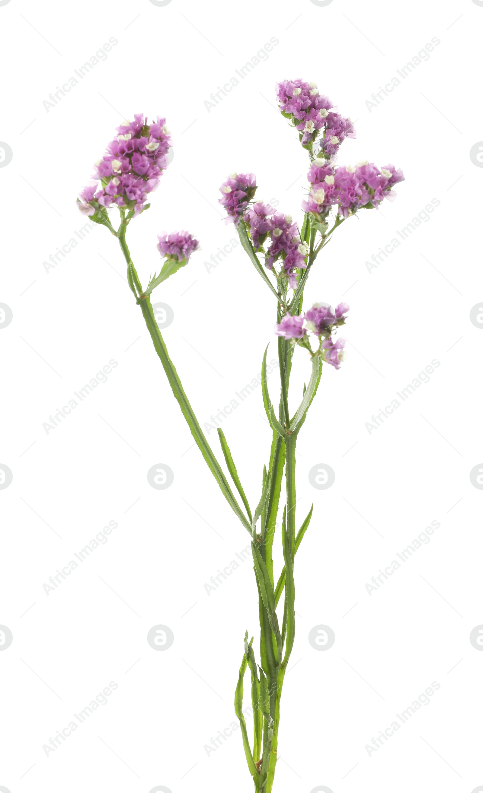 Photo of Pink limonium flower on white background. Wild plant