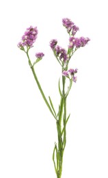 Photo of Pink limonium flower on white background. Wild plant