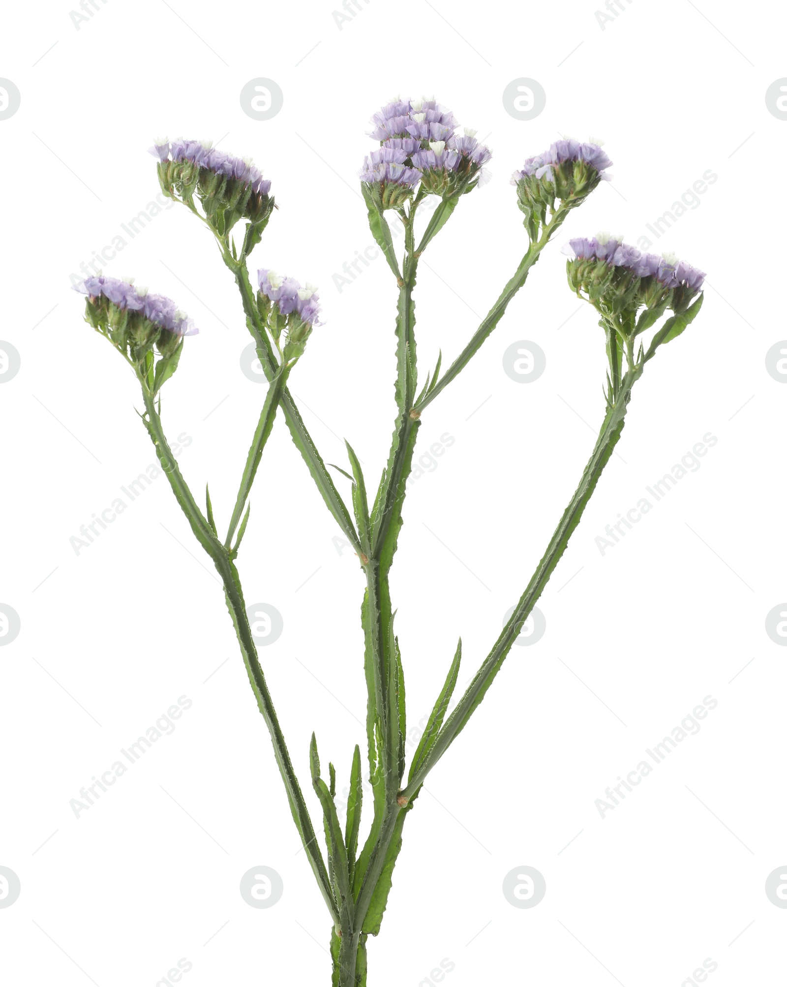 Photo of Purple limonium flower on white background. Wild plant