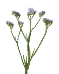 Photo of Purple limonium flower on white background. Wild plant