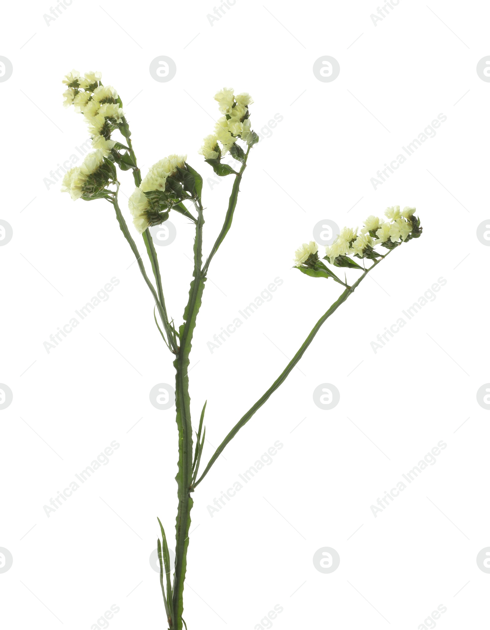 Photo of Beautiful yarrow flowers on white background. Wild plant