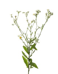 Photo of Many beautiful chamomile flowers on white background