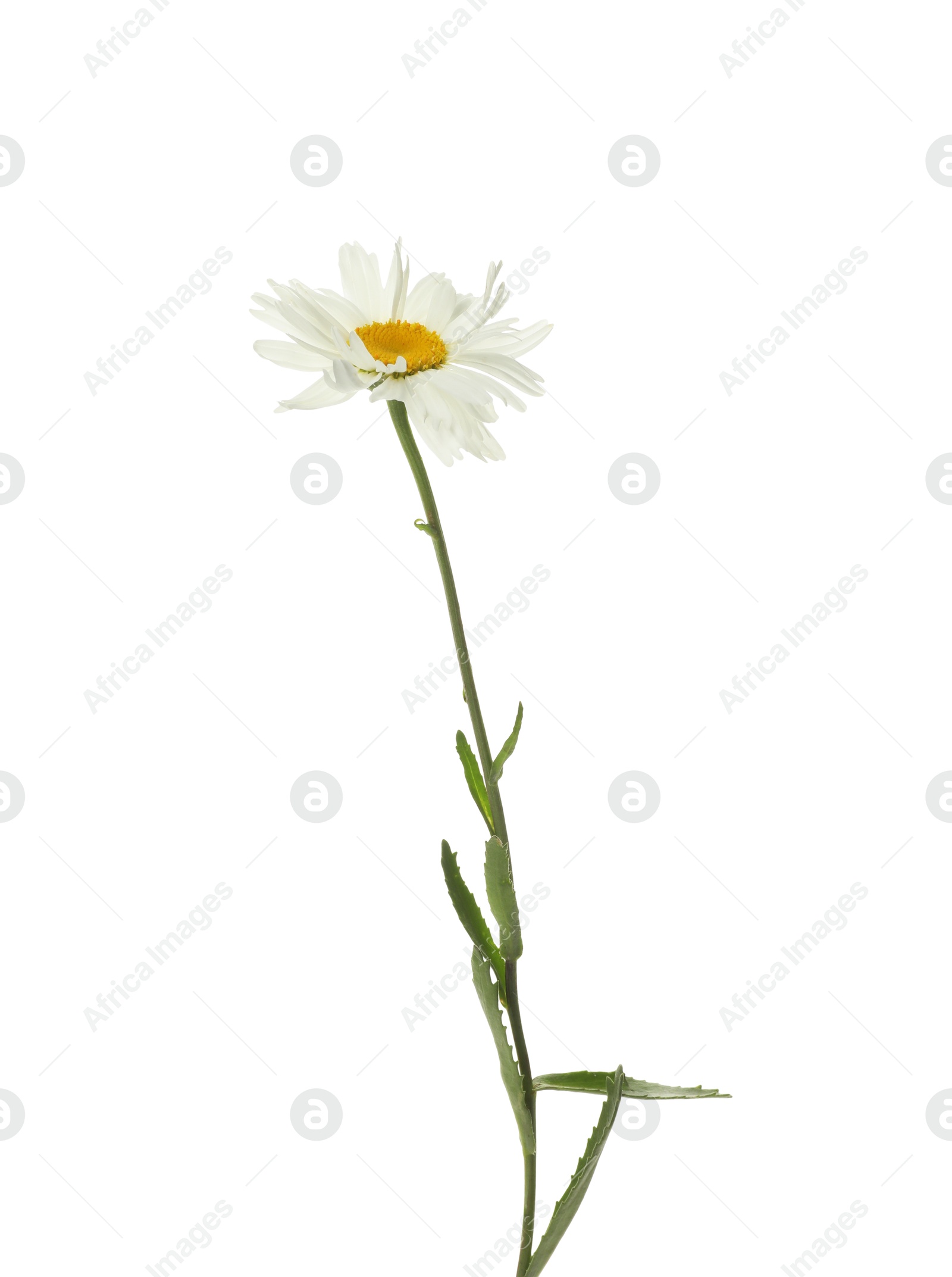 Photo of One beautiful chamomile flower on white background