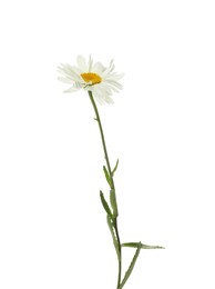 Photo of One beautiful chamomile flower on white background