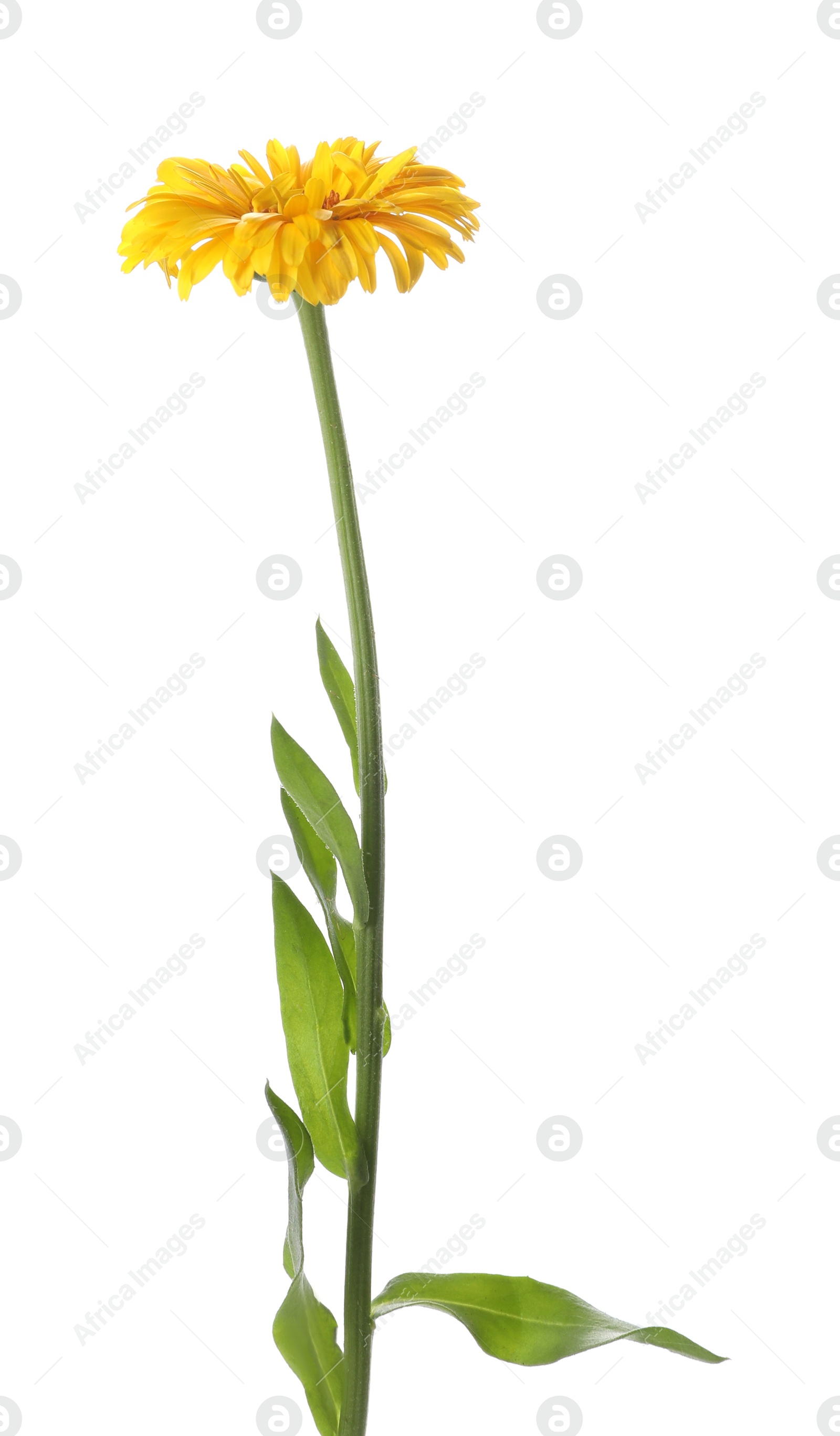 Photo of Beautiful calendula on white background. Wild flower