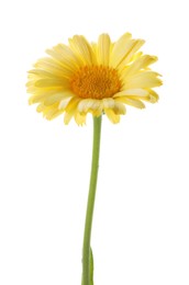 Beautiful calendula on white background. Wild flower