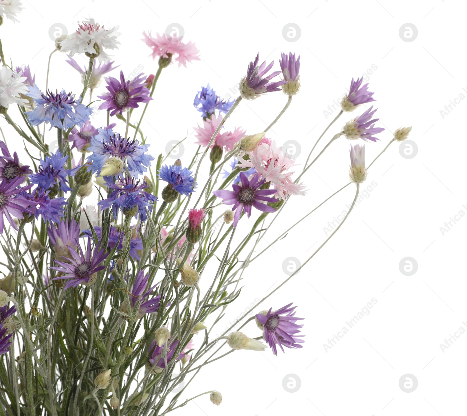 Photo of Bouquet of beautiful wildflowers isolated on white