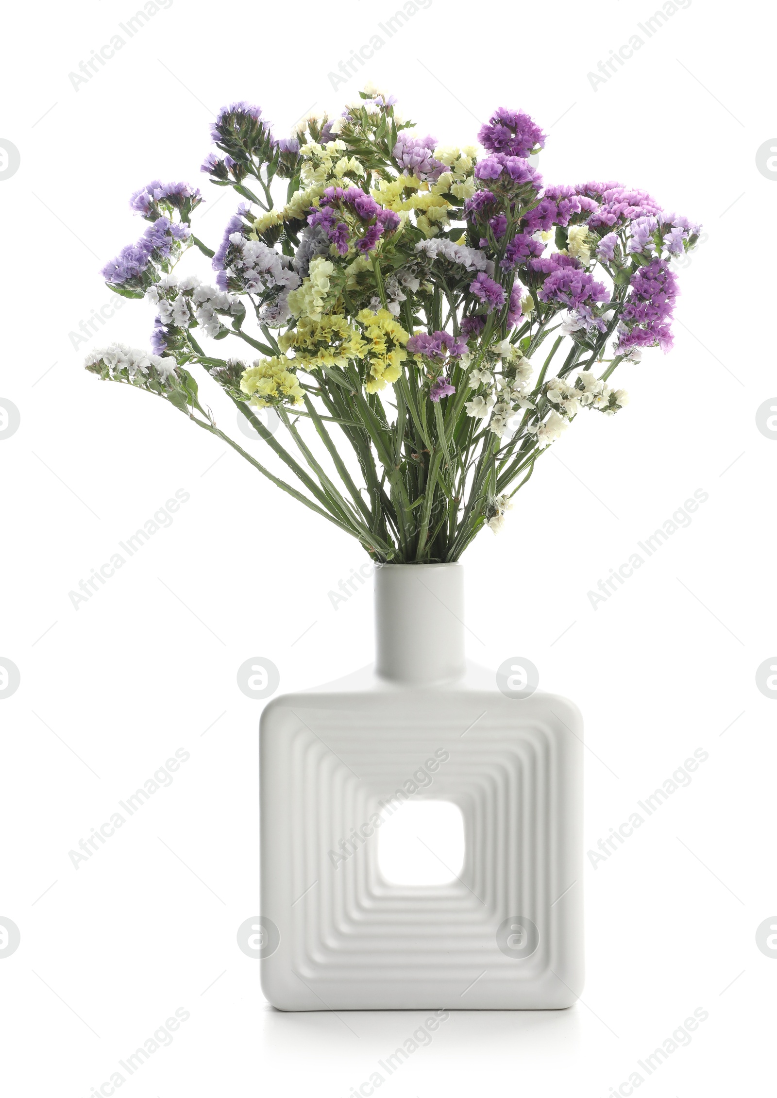 Photo of Beautiful limonium flowers in vase isolated on white