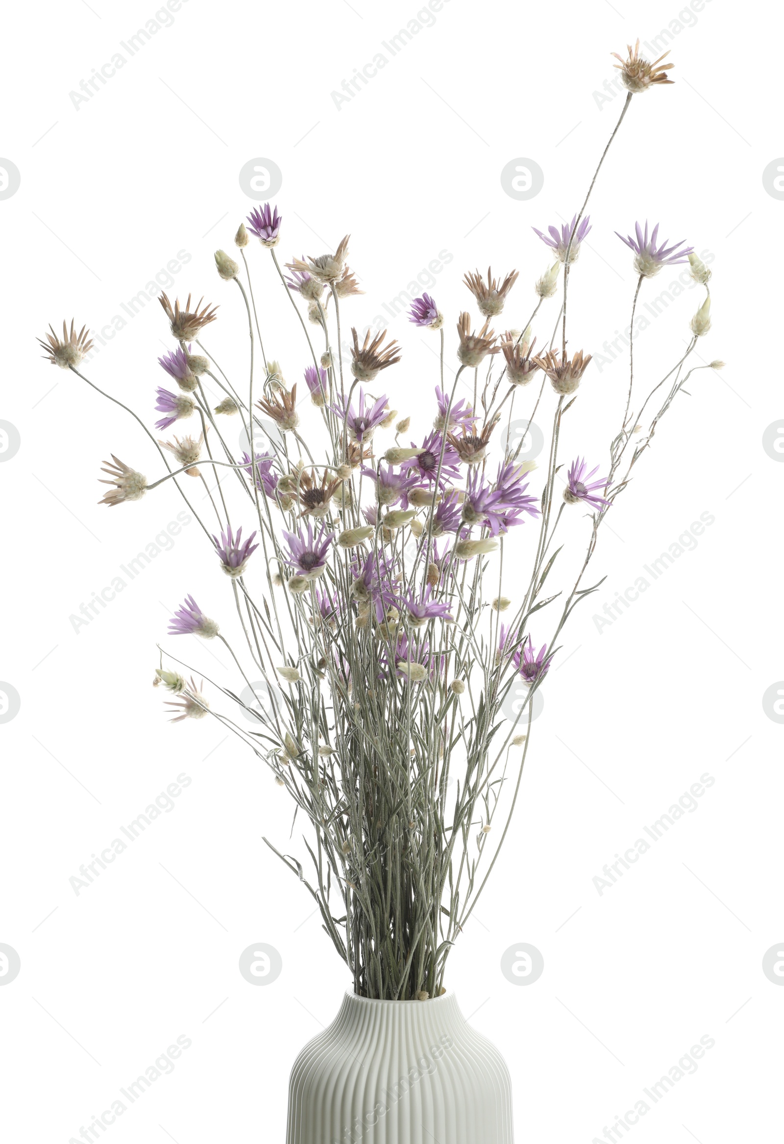 Photo of Beautiful wildflowers in vase isolated on white