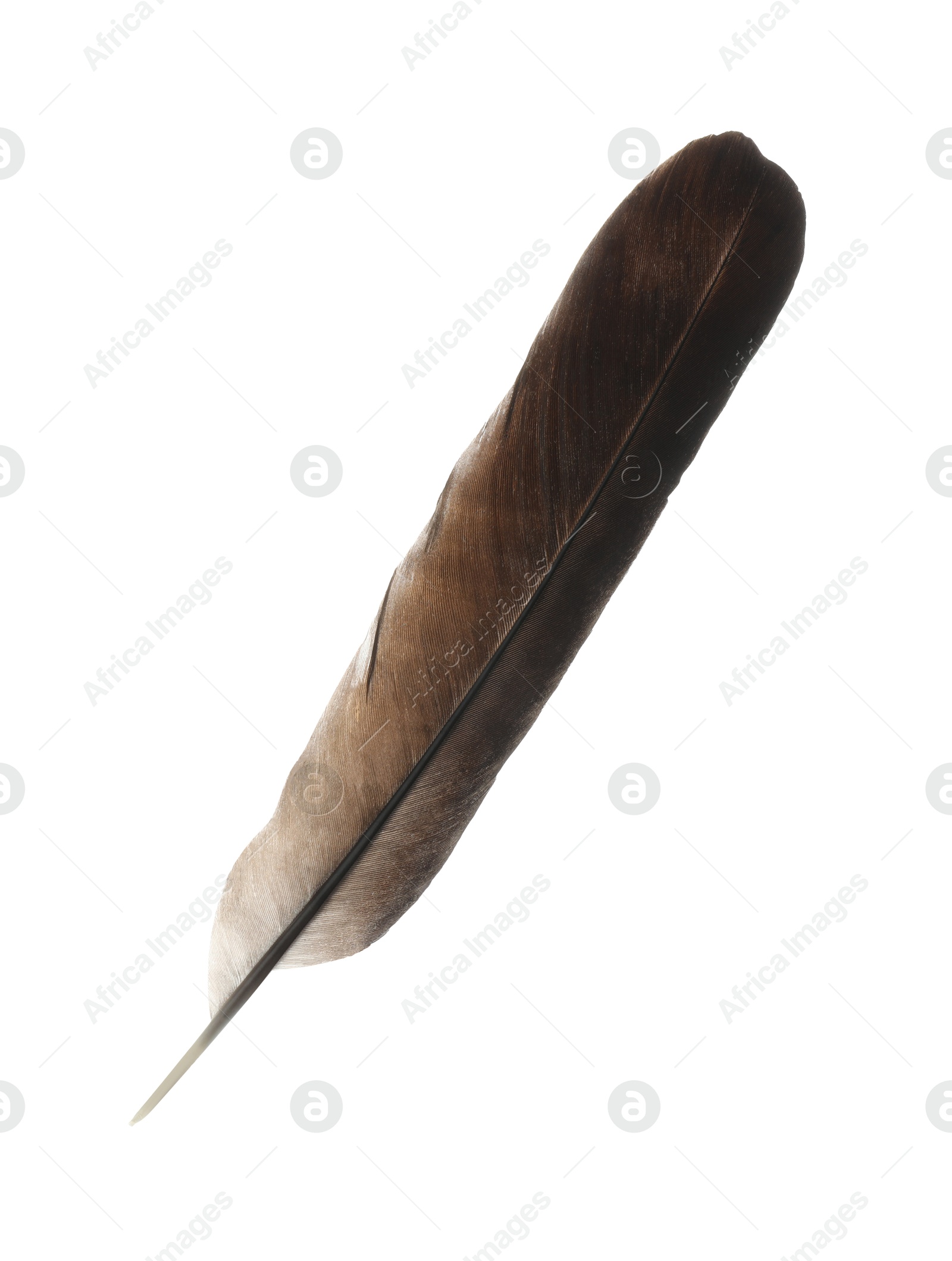 Photo of Beautiful dark bird feather isolated on white