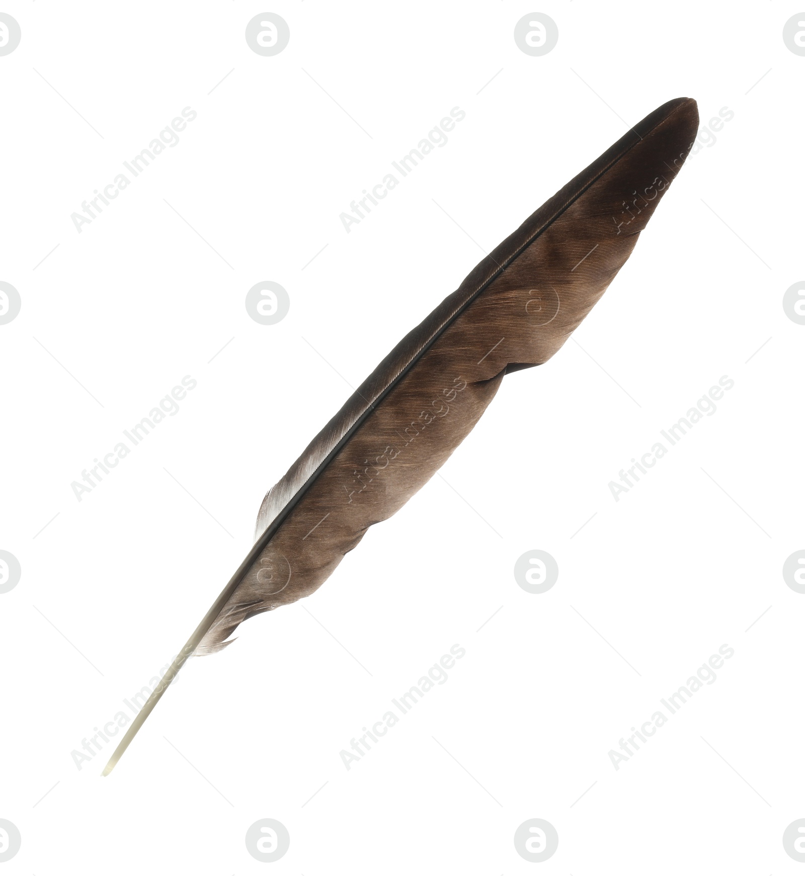 Photo of Beautiful dark bird feather isolated on white