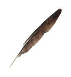 Beautiful dark bird feather isolated on white