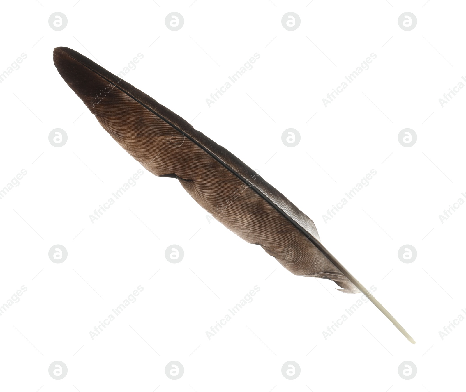 Photo of Beautiful dark bird feather isolated on white