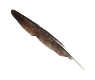 Photo of Beautiful dark bird feather isolated on white