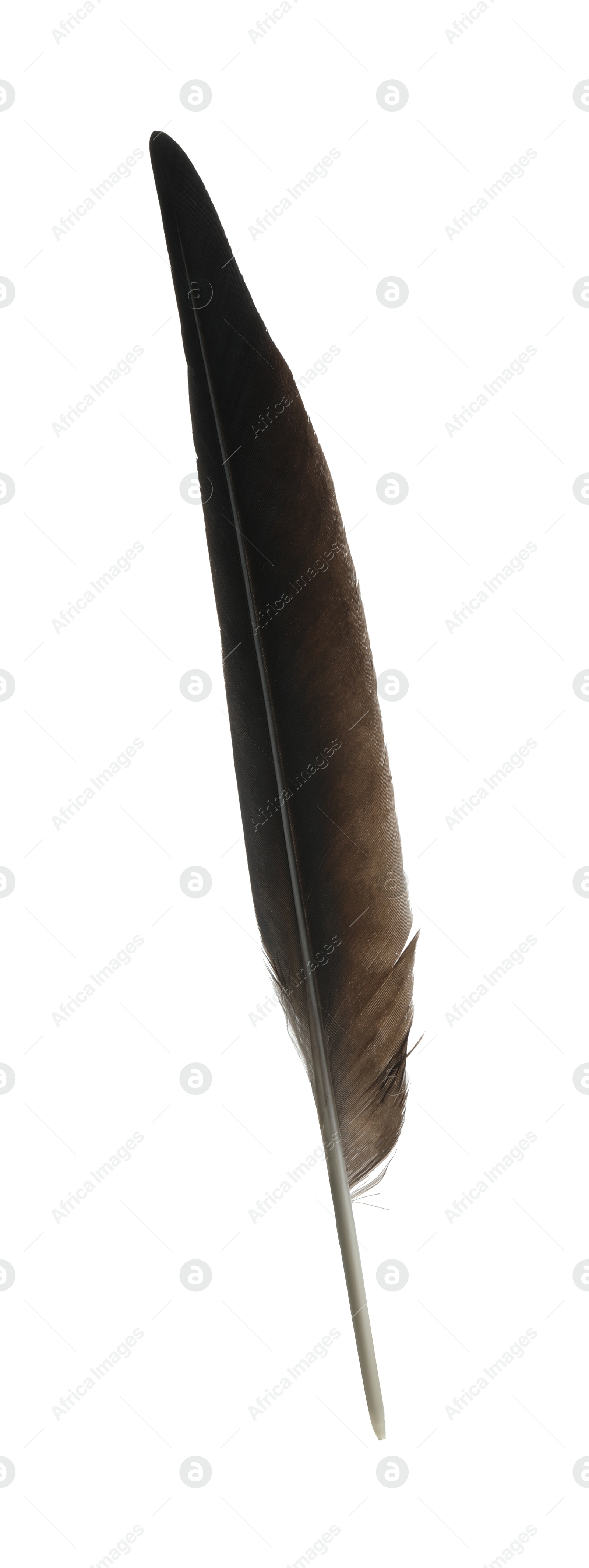 Photo of Beautiful dark bird feather isolated on white