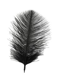 Beautiful black bird feather isolated on white