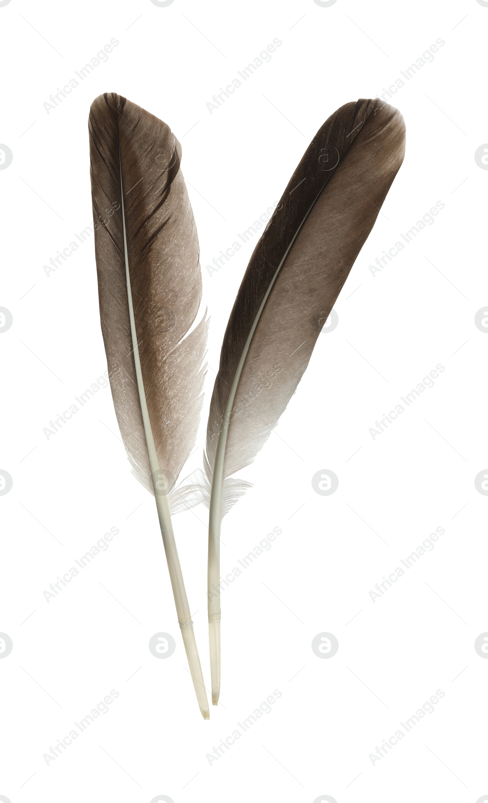 Photo of Beautiful brown bird feathers isolated on white