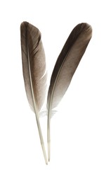 Beautiful brown bird feathers isolated on white