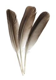 Beautiful brown bird feathers isolated on white