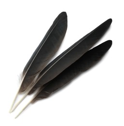 Photo of Beautiful black bird feathers isolated on white, top view