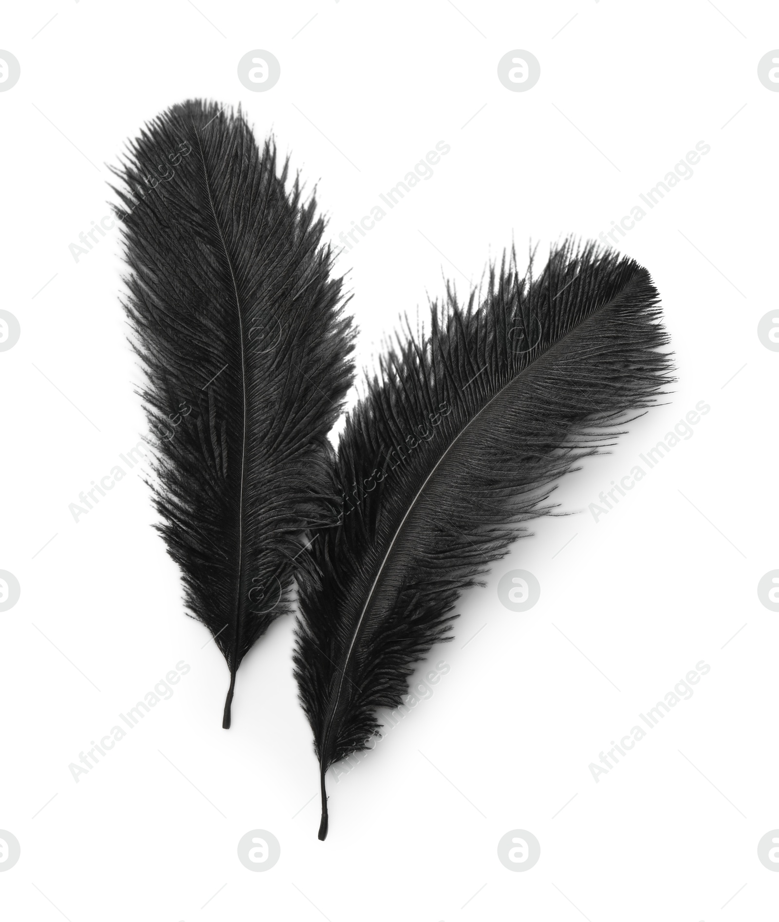 Photo of Beautiful black bird feathers isolated on white, top view