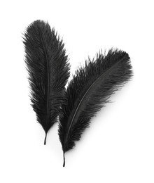 Beautiful black bird feathers isolated on white, top view