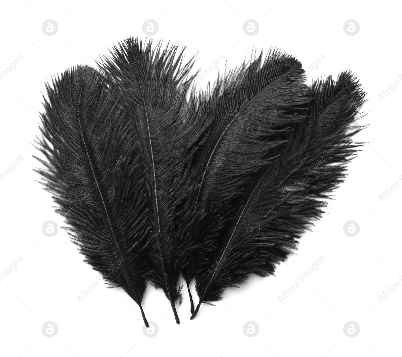 Photo of Beautiful black bird feathers isolated on white, top view