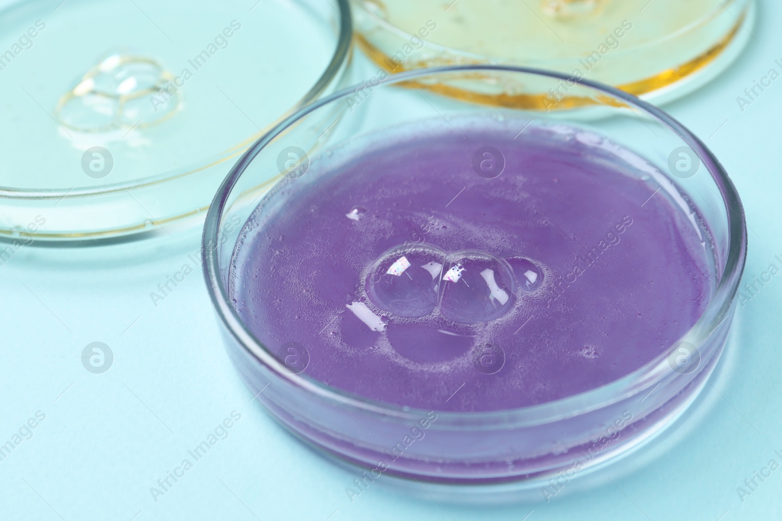 Photo of Petri dishes with samples on light blue background, closeup